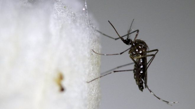O que pode detonar uma epidemia urbana de febre amarela